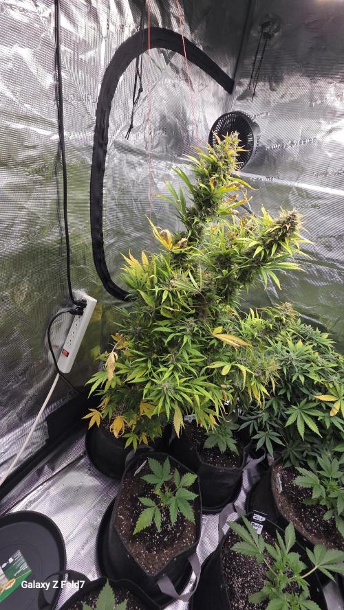 Tropicana cookies auto fastbuds42. Week 7