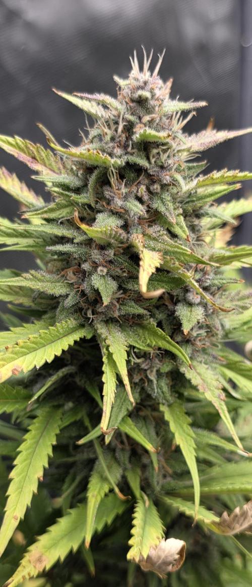 Tropicana cookies auto fastbuds42. Week 7