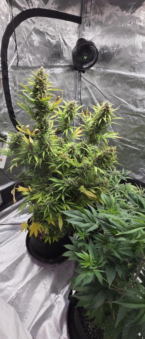 Tropicana cookies auto fastbuds42. Week 7