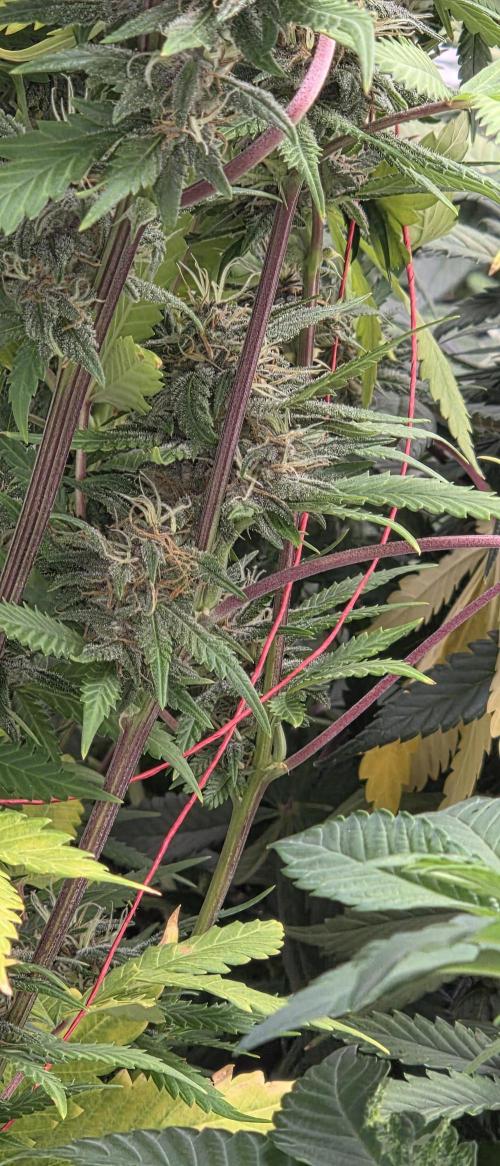 Tropicana cookies auto fastbuds42. Week 7