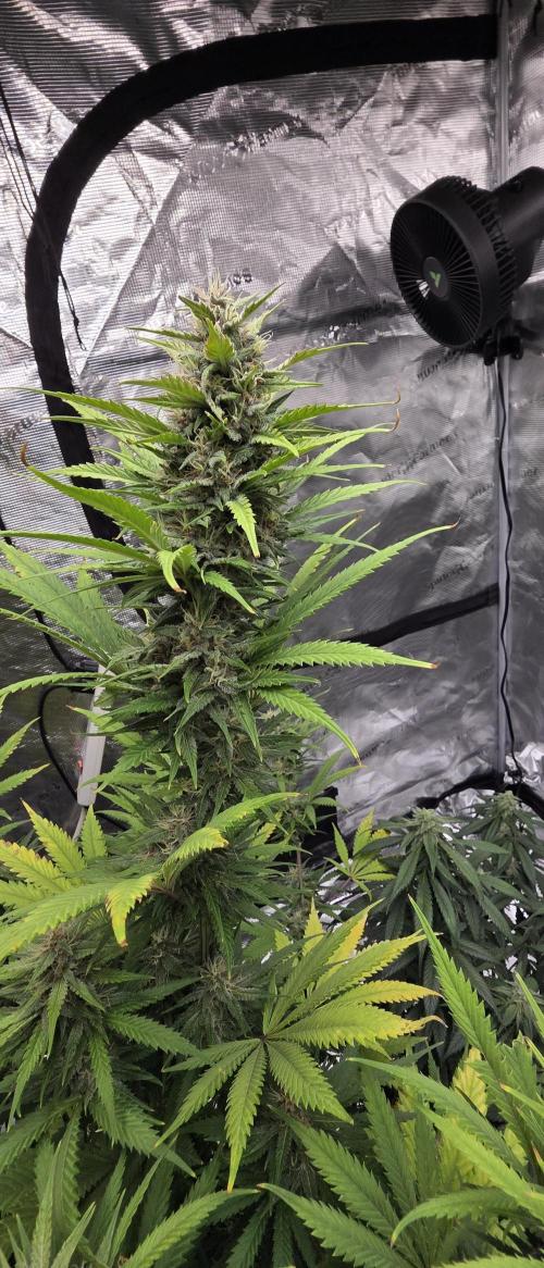 Tropicana cookies auto fastbuds42. Week 7