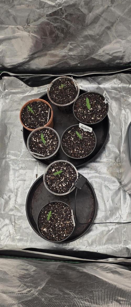 Fastbuds42 grow 3. Week 1