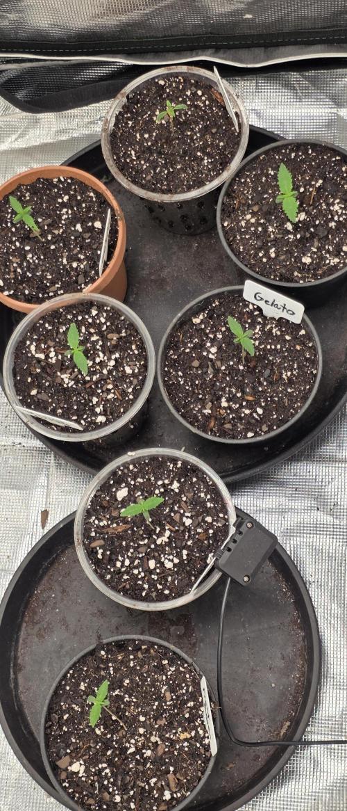 Fastbuds42 grow 3. Week 1