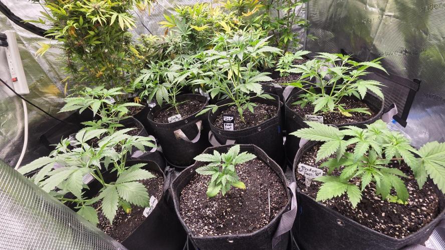 Fastbuds42 Grow. Week 6