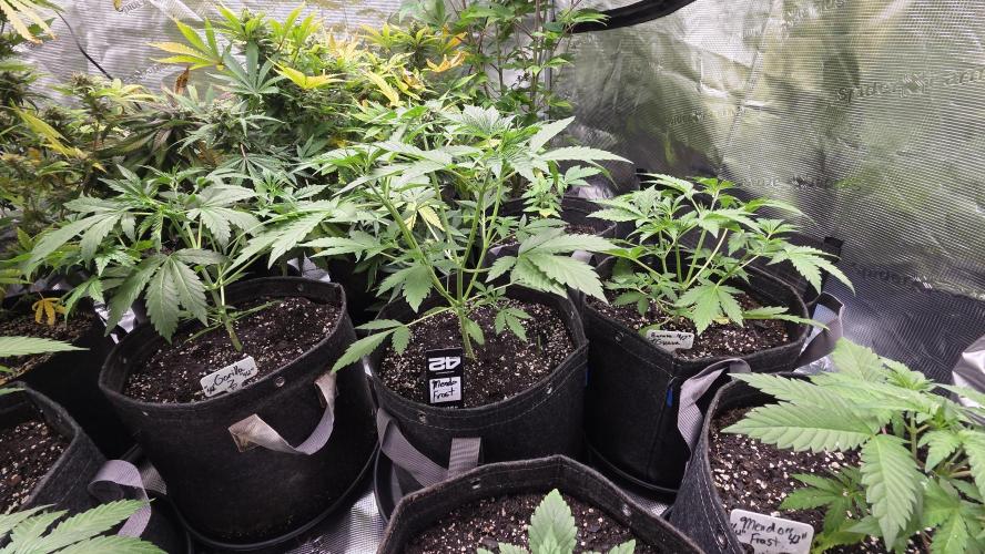 Fastbuds42 Grow. Week 6