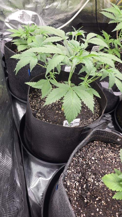 Fastbuds42 Grow. Week 6