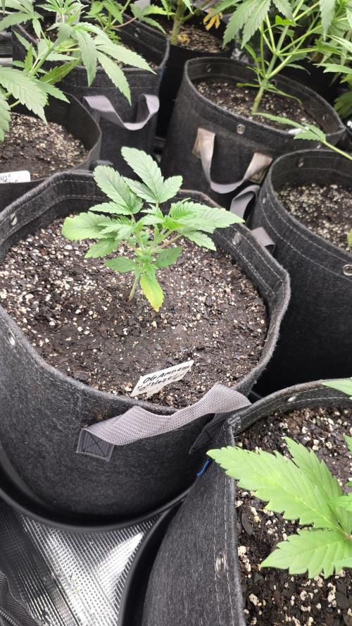 Fastbuds42 Grow. Week 6