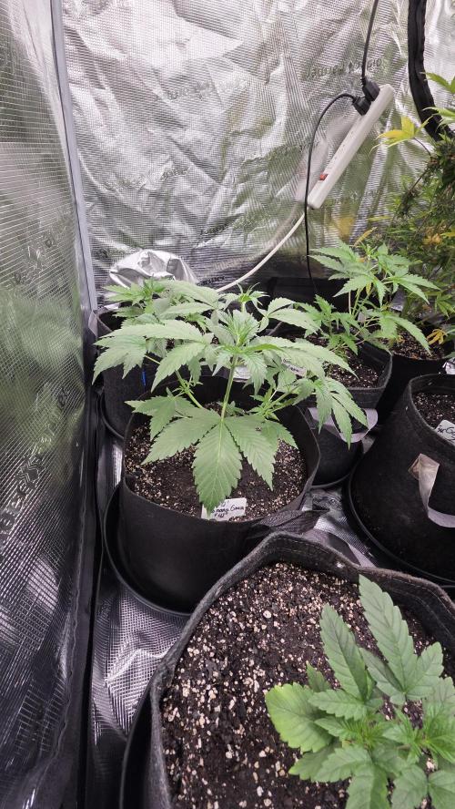 Fastbuds42 Grow. Week 6