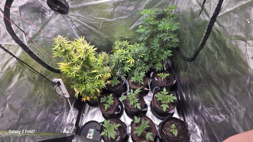 Fastbuds42 Grow. Week 6