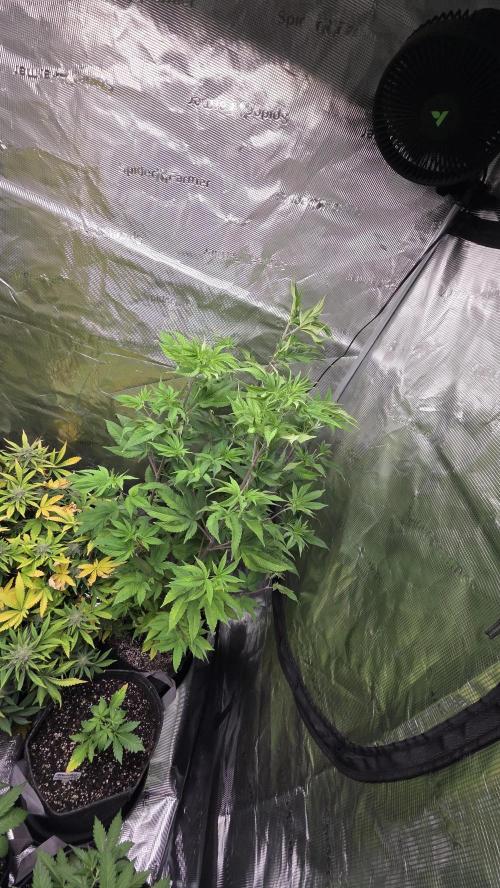 Pheno dirty birds. Week 8
