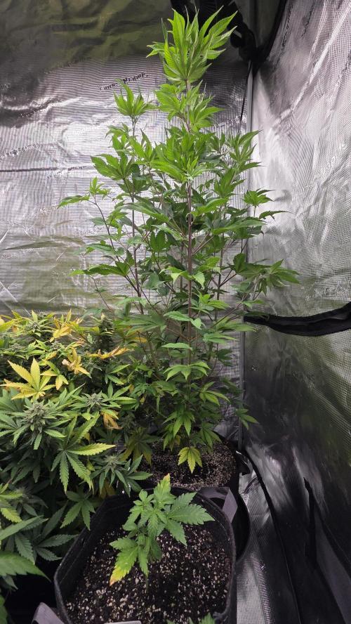 Pheno dirty birds. Week 8