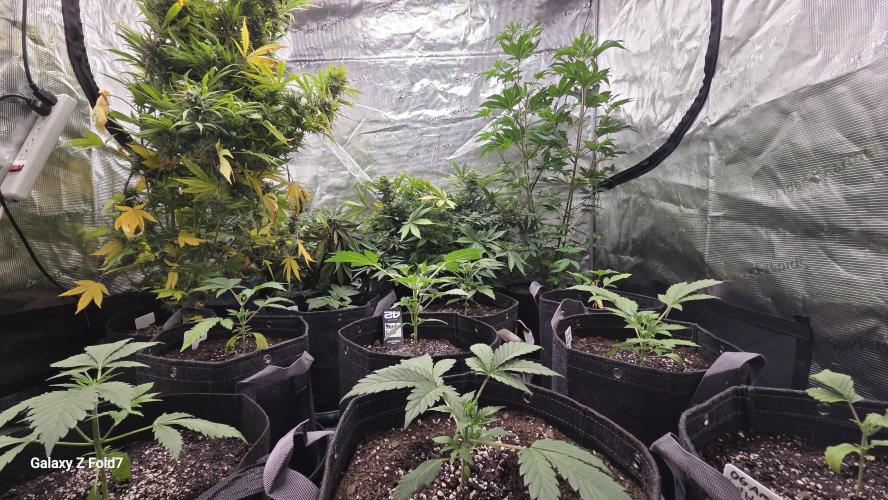 Pheno dirty birds. Week 8