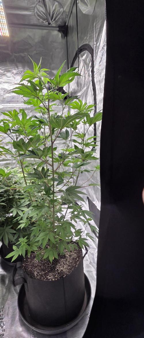 Pheno dirty birds. Week 8