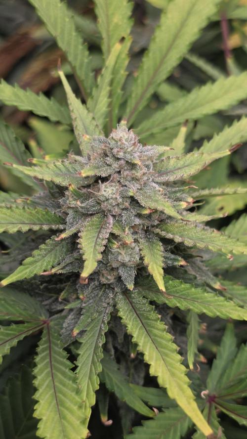 Fastbuds assorted. Week 8