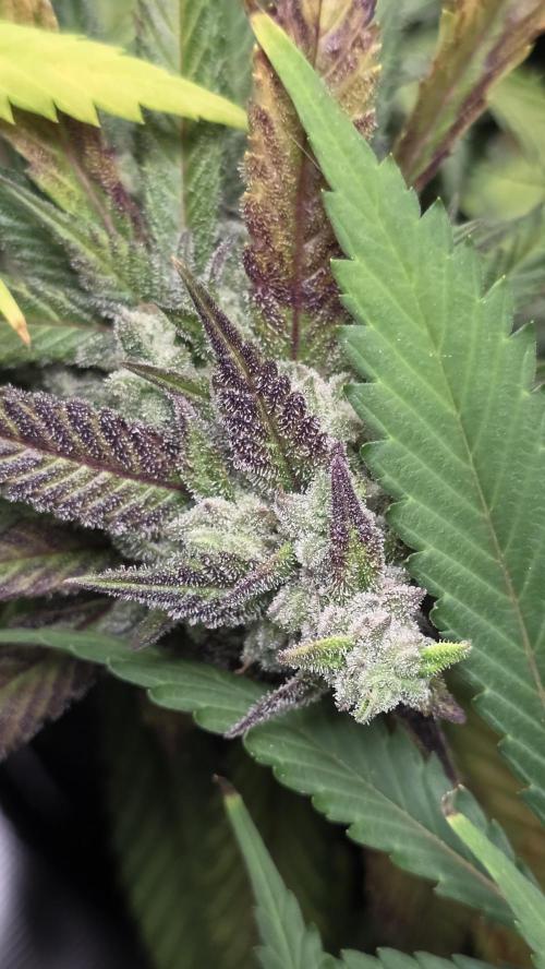 Fastbuds assorted. Week 8