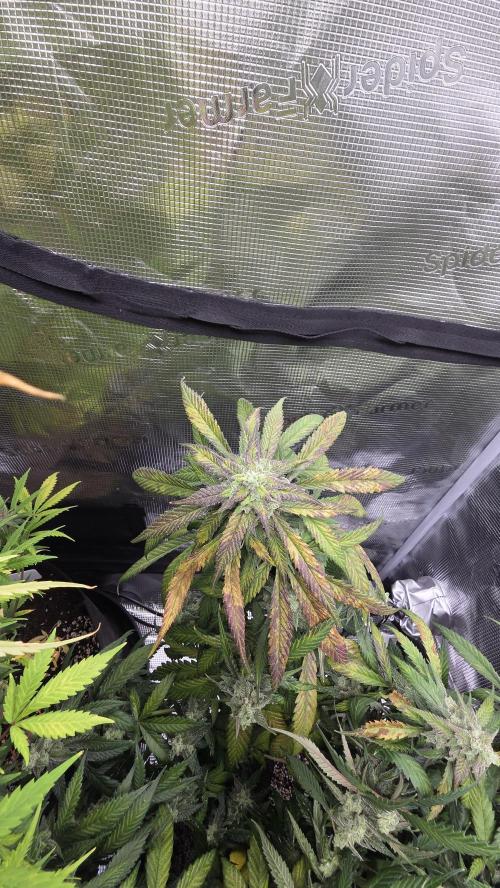 Fastbuds assorted. Week 8