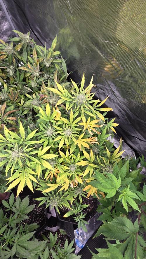 Fastbuds assorted. Week 8