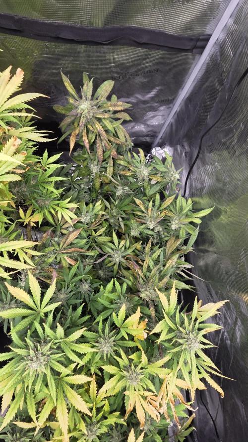 Fastbuds assorted. Week 8