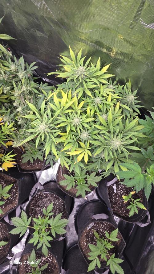Fastbuds assorted. Week 8