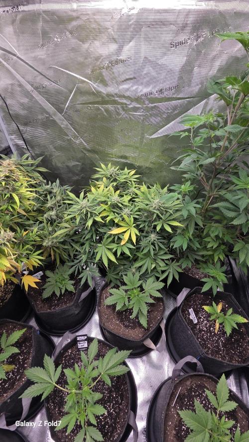 Fastbuds assorted. Week 8