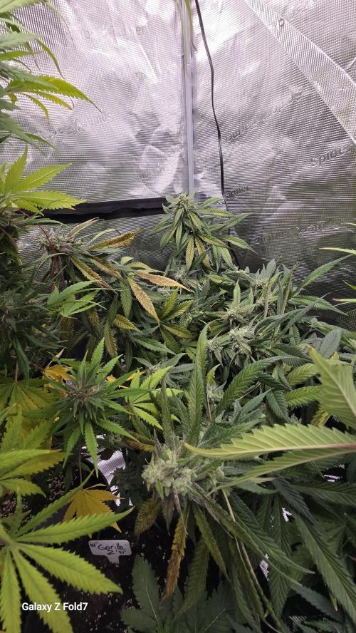 Fastbuds assorted. Week 8