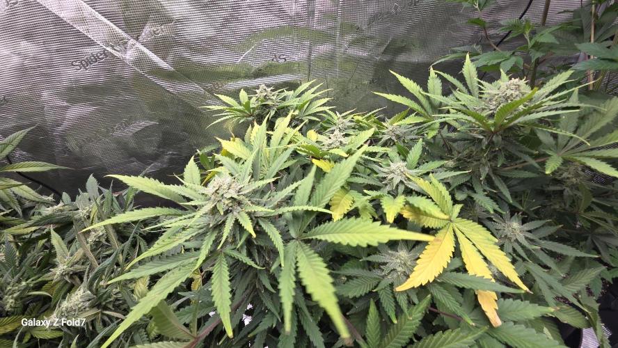 Fastbuds assorted. Week 8