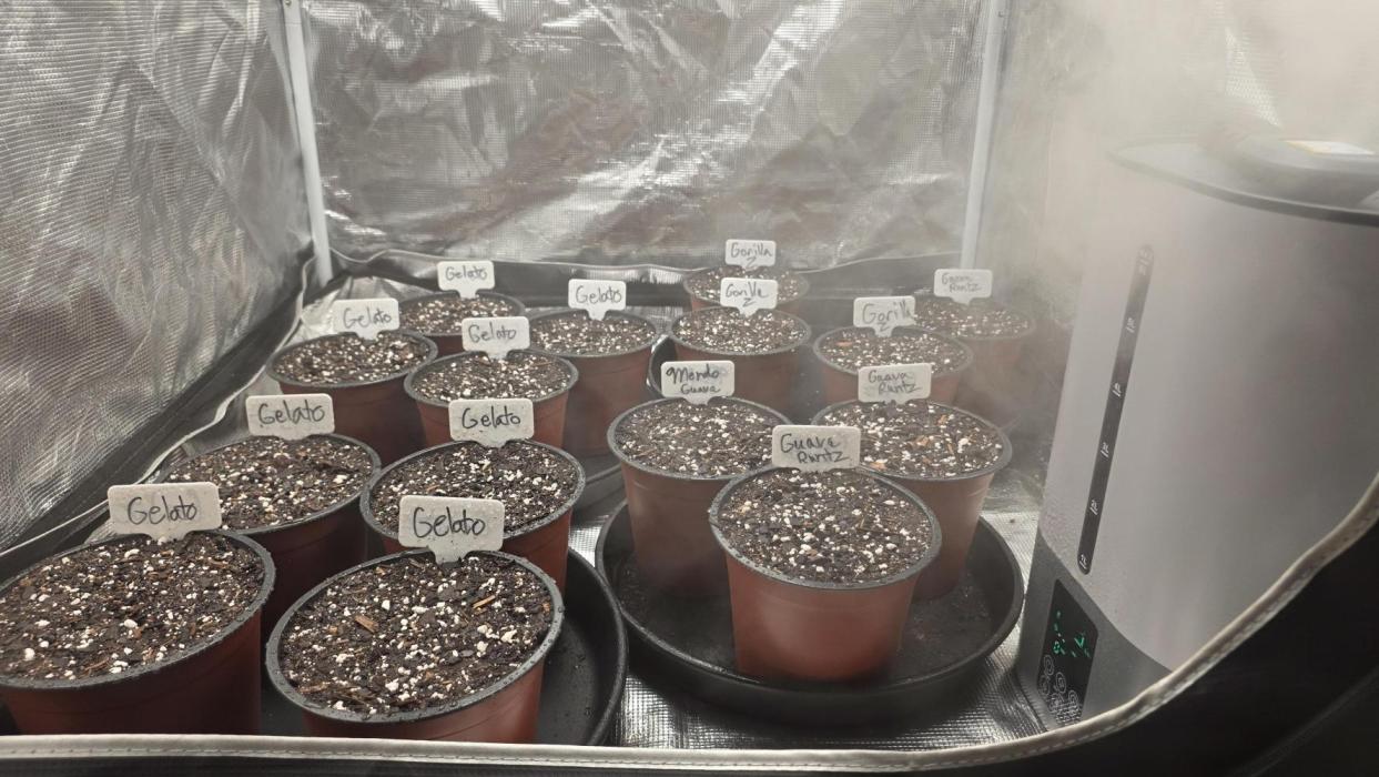 Fastbuds assorted #2. Week 0