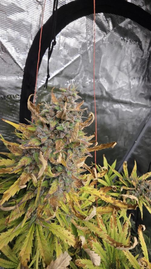 Tropicana cookies auto fastbuds42. Week 8