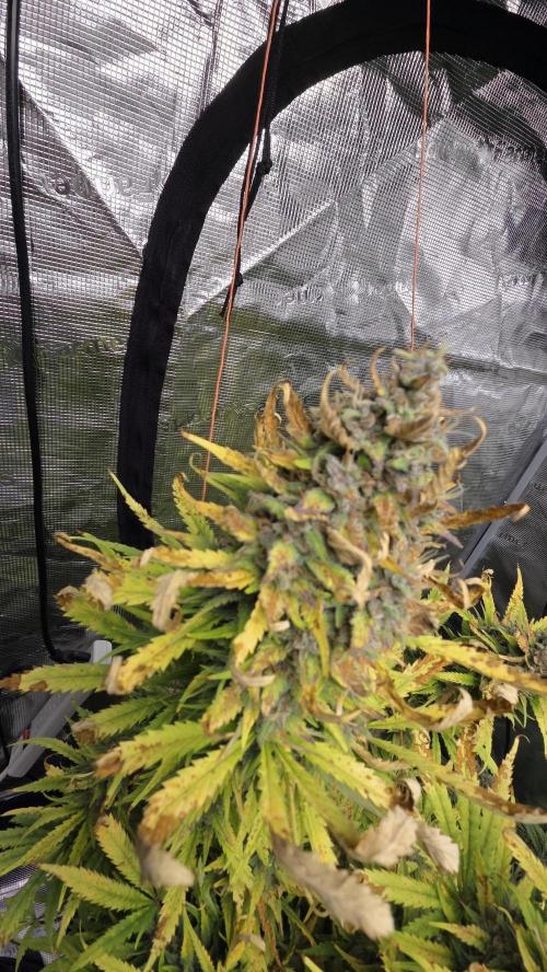 Tropicana cookies auto fastbuds42. Week 8