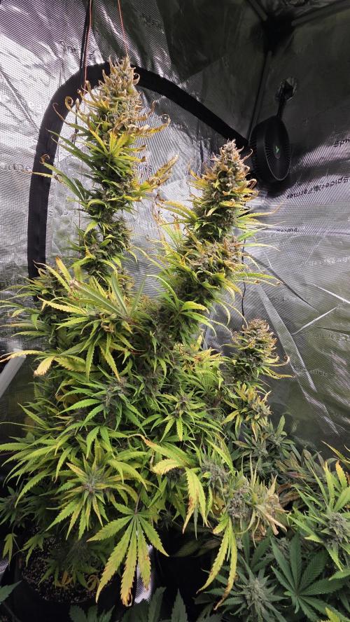 Tropicana cookies auto fastbuds42. Week 8