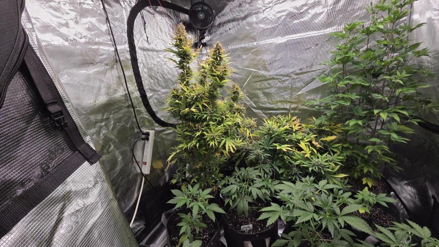 Tropicana cookies auto fastbuds42. Week 8