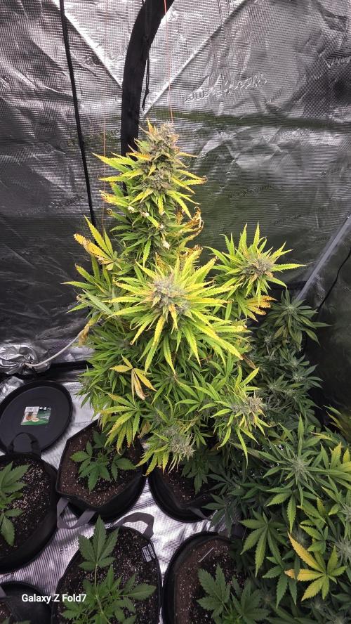 Tropicana cookies auto fastbuds42. Week 8