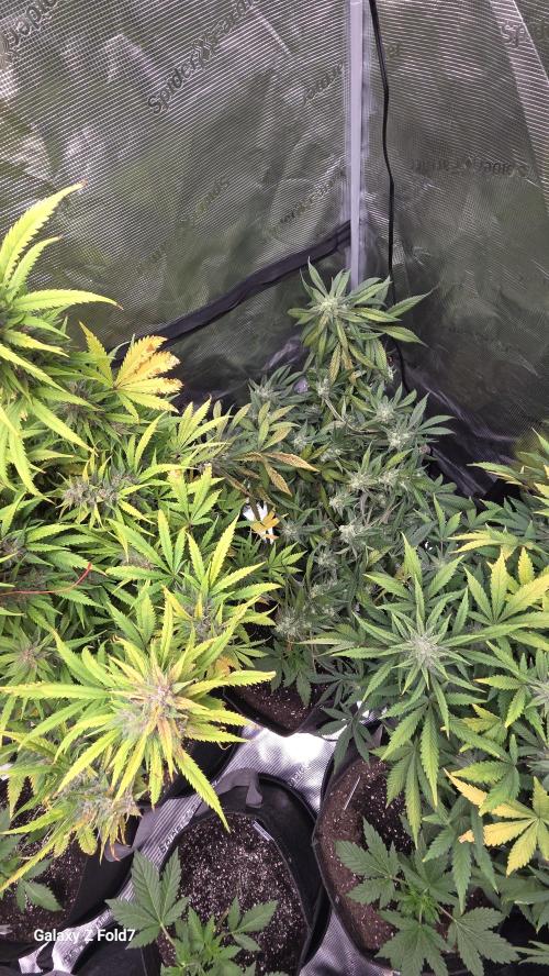 Tropicana cookies auto fastbuds42. Week 8