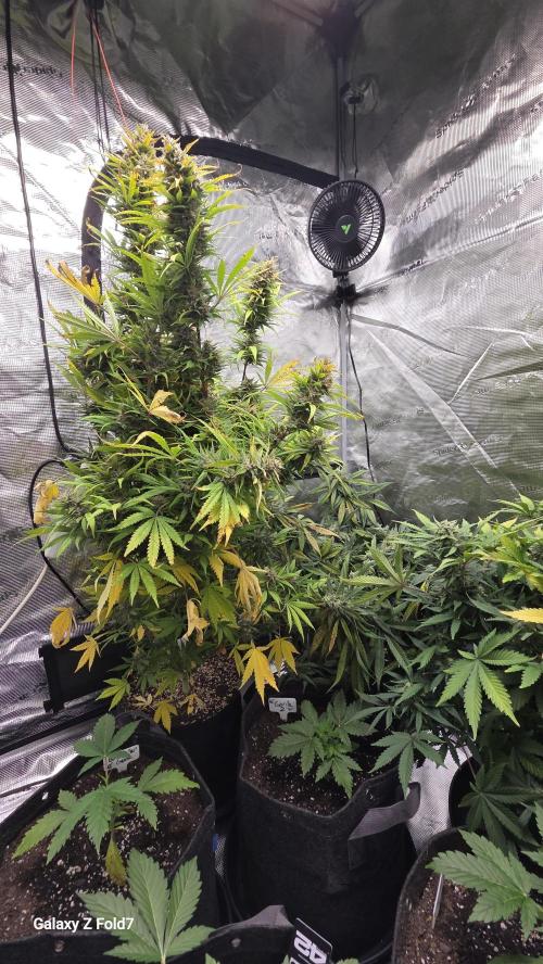 Tropicana cookies auto fastbuds42. Week 8