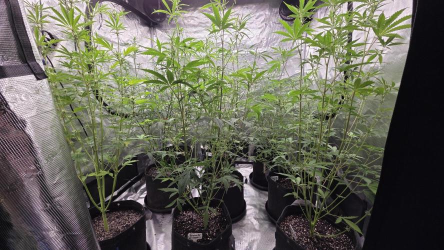 Fastbuds42 Grow. Week 7