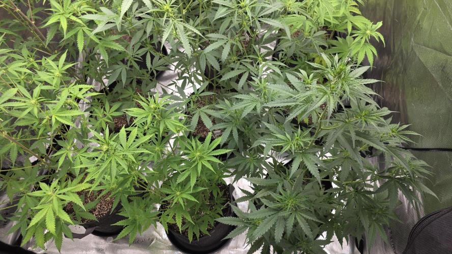 Fastbuds42 Grow. Week 7