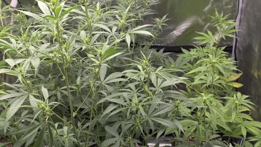 Fastbuds42 Grow. Week 7