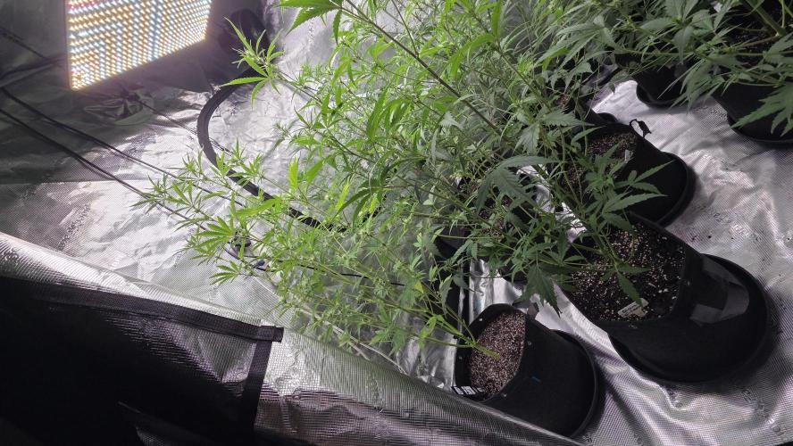 Fastbuds42 Grow. Week 7