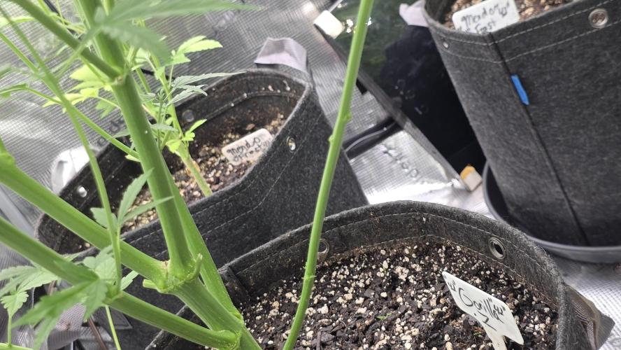 Fastbuds42 Grow. Week 7