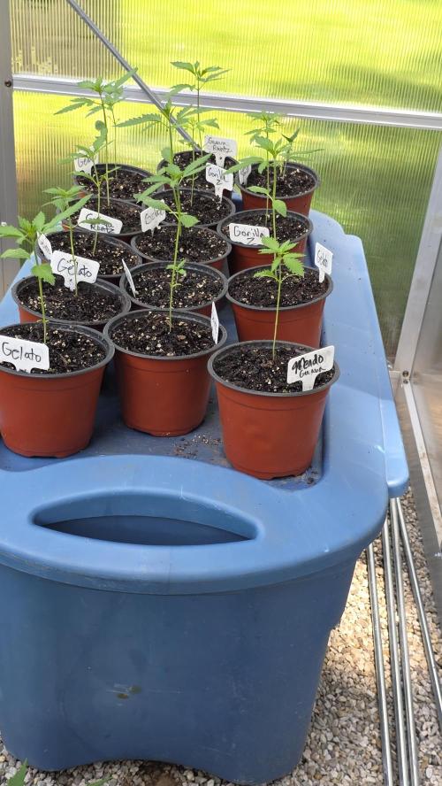 Fastbuds assorted #2. Week 1