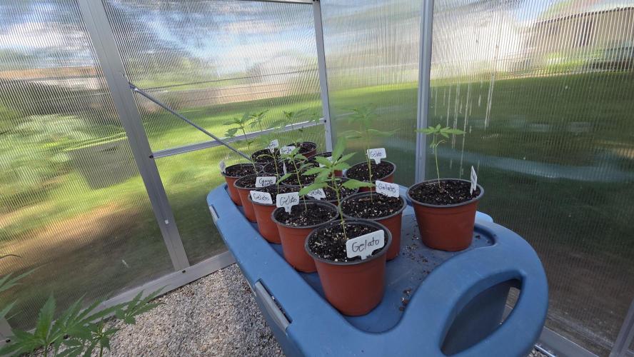 Fastbuds assorted #2. Week 1
