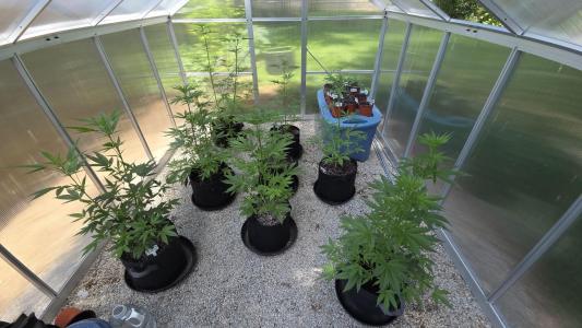 Comment by GroveportGreenthumb photo #1