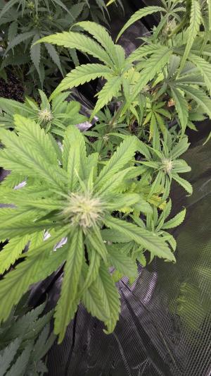 Comment by GroveportGreenthumb photo #5