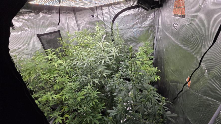 Fastbuds42 Grow. Week 7