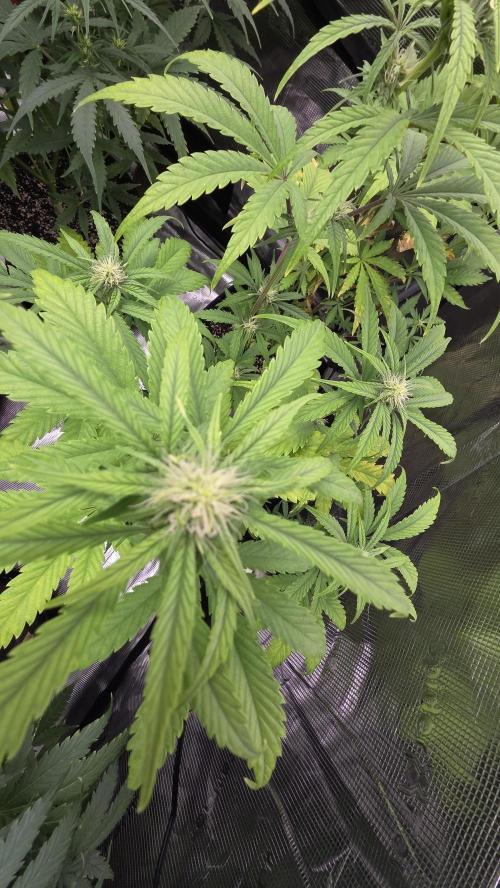 Fastbuds42 Grow. Week 7