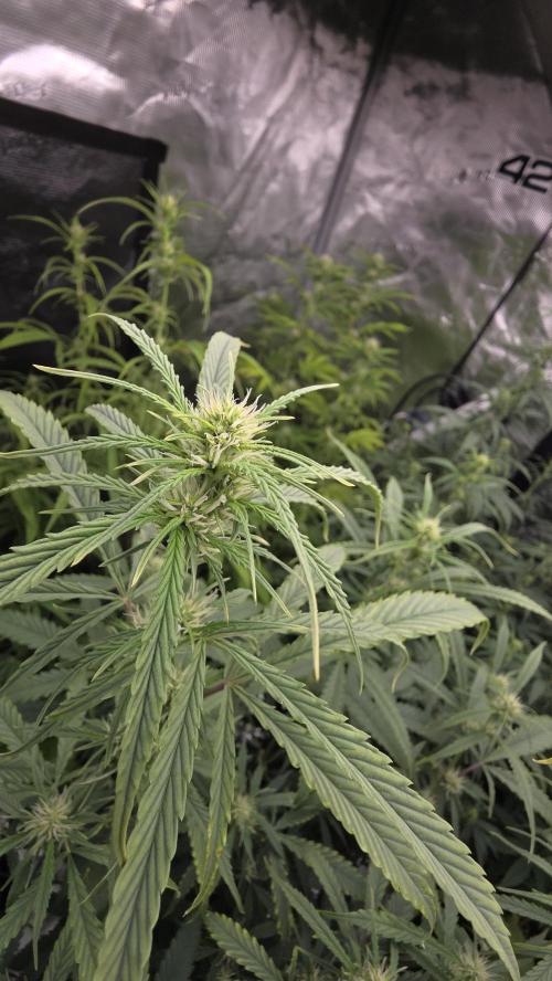 Fastbuds42 Grow. Week 7