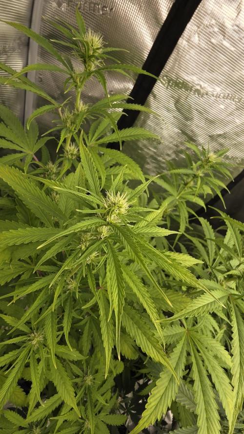 Fastbuds42 Grow. Week 7