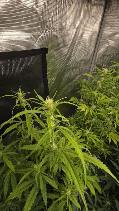 Fastbuds42 Grow. Week 7