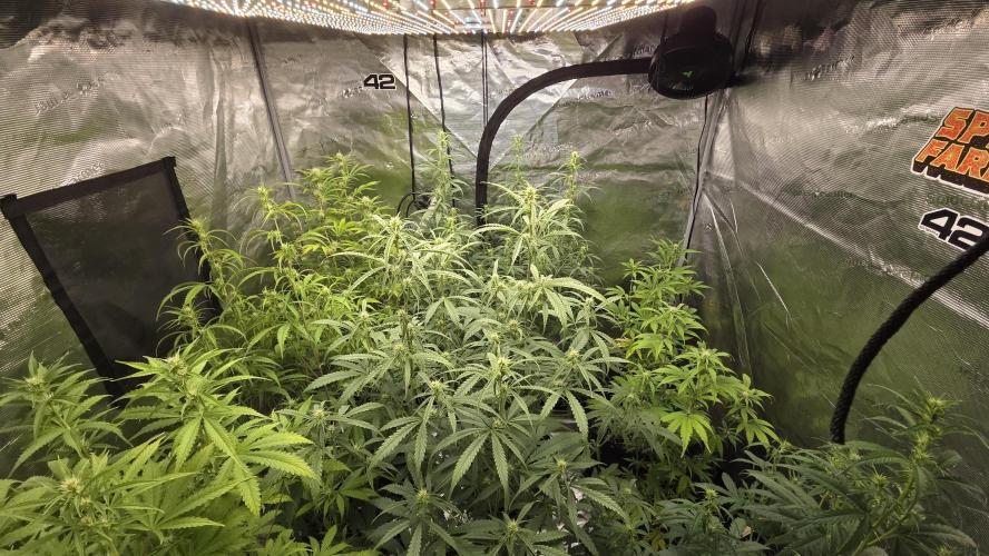 Fastbuds42 Grow. Week 7