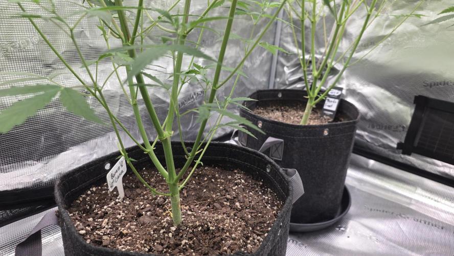 Fastbuds42 Grow. Week 7